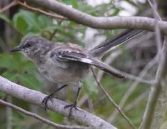 Mimus polyglottos
