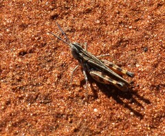 Azelota ochracea