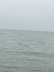 Pelecanus occidentalis