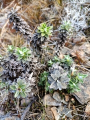 Celmisia angustifolia