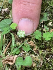 Oxalis