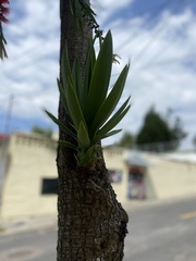 Agave