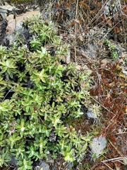 Celmisia angustifolia