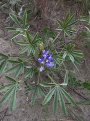 Lupinus argenteus