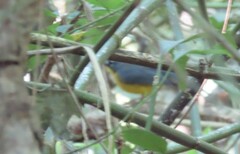 Basileuterus lachrymosus