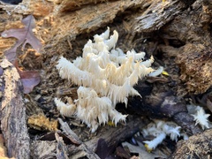 Hericium coralloides