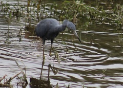 Egretta caerulea