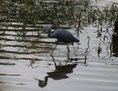 Egretta caerulea