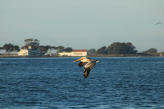 Pelecanus occidentalis