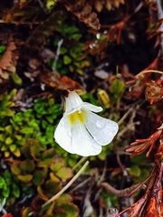 Ourisia caespitosa