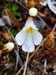 Ourisia caespitosa