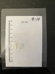 Lomographa vestaliata
