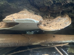 Ganoderma applanatum