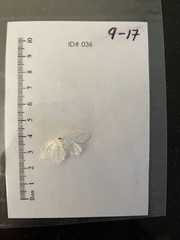 Lomographa vestaliata