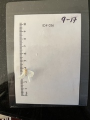 Lomographa vestaliata