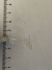 Lomographa vestaliata