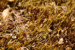 Eccremidium pulchellum