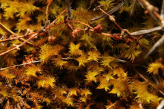 Triquetrella papillata