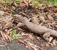 Varanus nebulosus