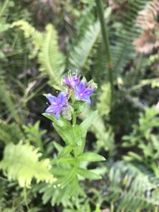 Anchusa capensis