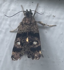 Petalanthes hexastera