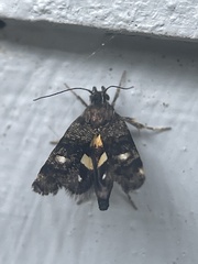 Petalanthes hexastera