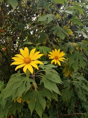Tithonia