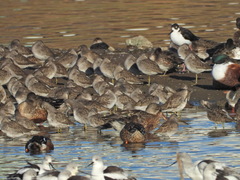 Anas crecca carolinensis