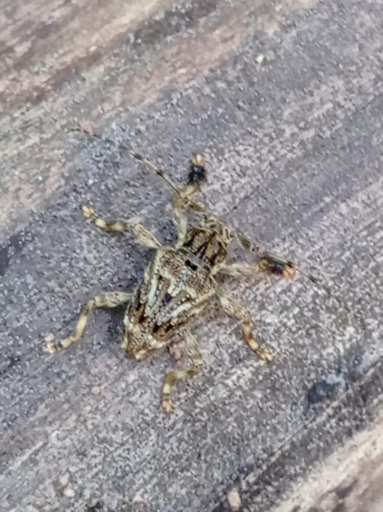 Aegomorphus carinicollis