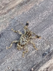 Aegomorphus carinicollis