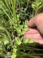 Ranunculus orthorhynchus