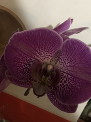 Vandoideae