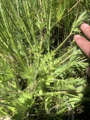 Ranunculus orthorhynchus