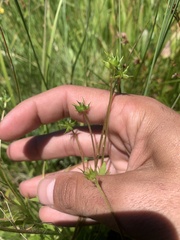 Ranunculus orthorhynchus
