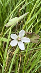 Geranium microphyllum