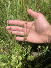 Ranunculus orthorhynchus