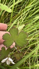 Geranium microphyllum