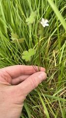 Geranium microphyllum