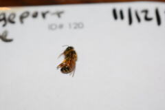 Apis mellifera