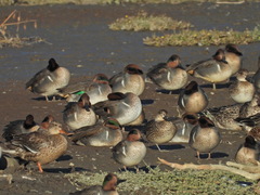 Anas crecca carolinensis