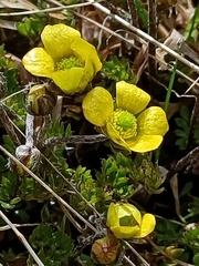 Ranunculus enysii