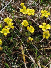 Ranunculus enysii