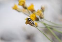 Acmaeodera alicia