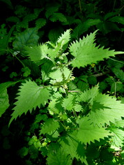 Urtica sykesii