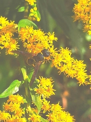 Euodynerus foraminatus