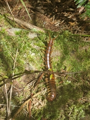 Cormocephalus rubriceps