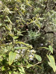 Olearia lirata