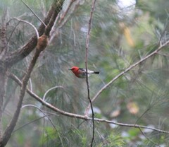 Myzomela sanguinolenta