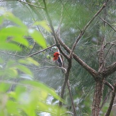 Myzomela sanguinolenta