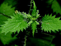 Urtica sykesii